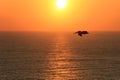 Pelican flying over ocean at sunset, Ecuador