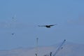 Pelican Flying over Pacific Ocean Antofagasta Chile Royalty Free Stock Photo