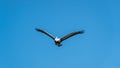 Pelican flying over Paracas National Park in Ica, Peru Royalty Free Stock Photo