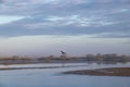 Pelican flying over a river on a foggy morning Royalty Free Stock Photo