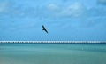 A pelican flying over the sea with its wings wide open fishes by the beach, with a long pier in the background near the city of Pr Royalty Free Stock Photo