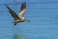 Pelican flying over the sea in Tortola Caribbean