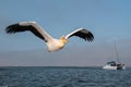 The pelican is flying over the sea in Walvis Bay Royalty Free Stock Photo