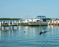 Pelican flying over the water as other swim and perch around dock and boats