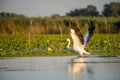 Pelican close up flying over water in Danube Delta Romanian wild life bird watching Royalty Free Stock Photo