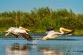 Pelican flying over water at sunrise in the Danube Delta