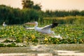 Pelican flying over water at sunset in the Danube Delta Royalty Free Stock Photo