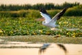 Pelican flying over water at sunset in the Danube Delta Royalty Free Stock Photo