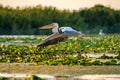 Pelican flying over water at sunset in the Danube Delta Royalty Free Stock Photo