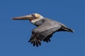 Pelican Royalty Free Stock Photo