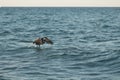 Pelican flying in the sea