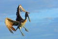 Pelican flying on thy evening blue sky. Brown Pelican splashing in water, bird in nature habitat, Florida, USA. Wildlife scene fro Royalty Free Stock Photo