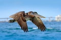 Pelican flying on thy evening blue sky. Brown Pelican splashing in water, bird in nature habitat, Florida, USA. Wildlife scene fro