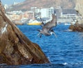 Pelican flying in to dive down to catch a fish near Los Arcos / Lands End in Cabo San Lucas Baja Mexico Royalty Free Stock Photo