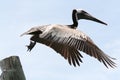 pelican flying with wings spread that just jumped off a wood piling