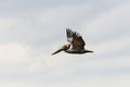 Pelican Flying Aerial View Royalty Free Stock Photo