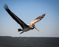 Pelican following the boat