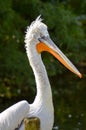 Pelican in front of a grove Royalty Free Stock Photo