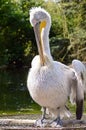 Pelican in front of a grove Royalty Free Stock Photo