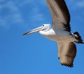 Pelican in Full Flight Royalty Free Stock Photo