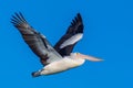 A Pelican In Full Flight With Its Wings Spread Royalty Free Stock Photo