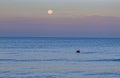 Pelican and Full Moon at Indian Rocks Beach, Florida