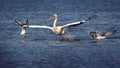 Pelican and funny gulls on Lake Sasyk, Ukraine Royalty Free Stock Photo