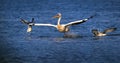 Pelican and funny gulls on Lake Sasyk, Ukraine Royalty Free Stock Photo