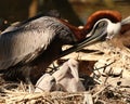 Pelican fussing with her chicks