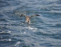 Pelican getting food in the Atlantic Ocean.