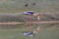 A pelican glides over a small lake, eyes fixed on the water. With a graceful swoop, it snatches a fish, its large bill closing Royalty Free Stock Photo