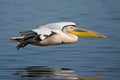 Pelican gliding over water