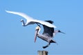 A pelican and great egret want the same space to perch near the bay