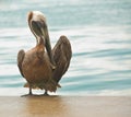 Pelican grooming Royalty Free Stock Photo