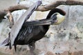 Pelican grooming itself Royalty Free Stock Photo