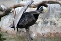 Pelican grooming itself Royalty Free Stock Photo