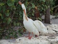 A Pelican grooming itself Royalty Free Stock Photo