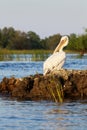Pelican grooming at sunset in Danube Delta Royalty Free Stock Photo