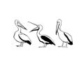 Pelican group illustration