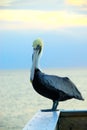 Pelican at the Gulf of Mexico Royalty Free Stock Photo