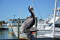 Pelican at the Gulf of Mexico, Clearwater Beach, Florida