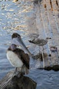 Pelican and gull on the pier near the water feed on fish.