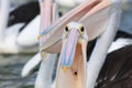 Pelican Gullet Royalty Free Stock Photo