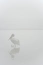 Pelican in half frozen lake