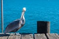 Pelican on harbor with blue ocean background Royalty Free Stock Photo