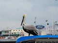 Pelican in the Harbor in Key West, Florida Royalty Free Stock Photo