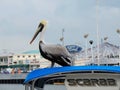 Pelican in the Harbor in Key West, Florida Royalty Free Stock Photo