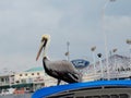 Pelican in the Harbor in Key West, Florida