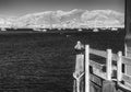 Pelican on Harford Pier at Port San Luis harbor, infrared