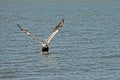 A Pelican lands in ocean waters.